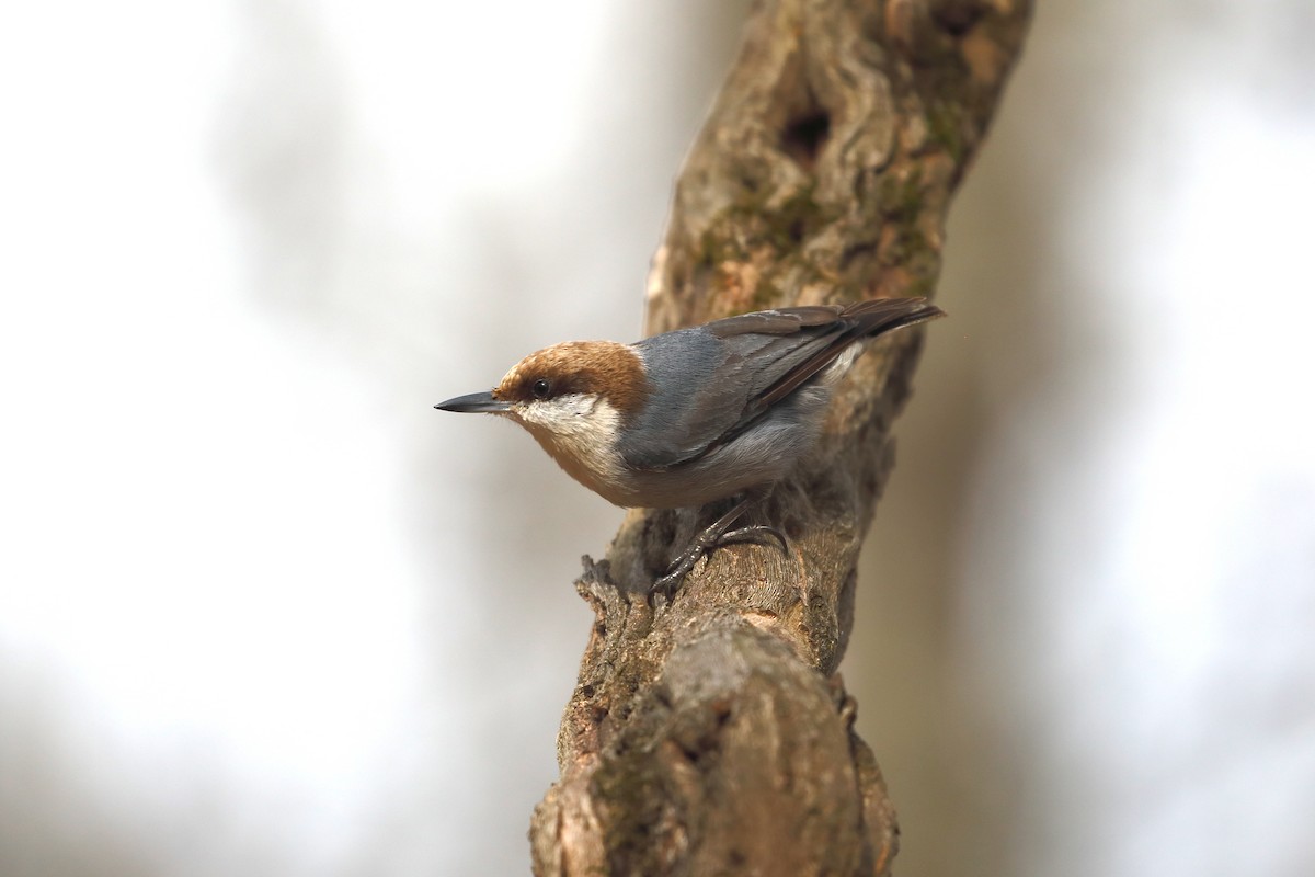 Brown-headed Nuthatch - Scott Evans