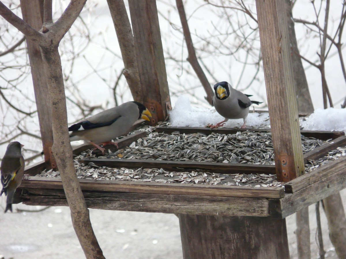 Japanese Grosbeak - ML616031524