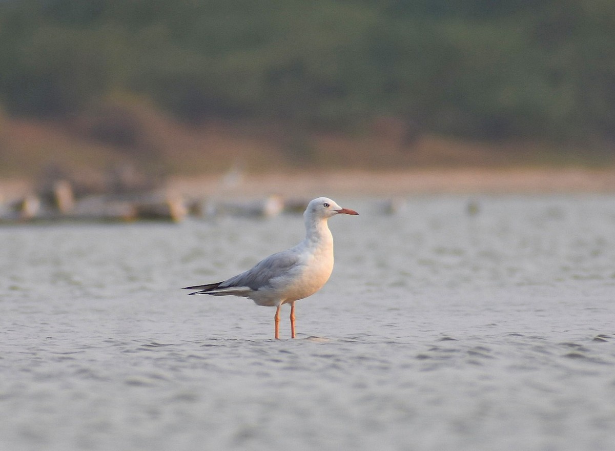 Slender-billed Gull - Anand Birdlife