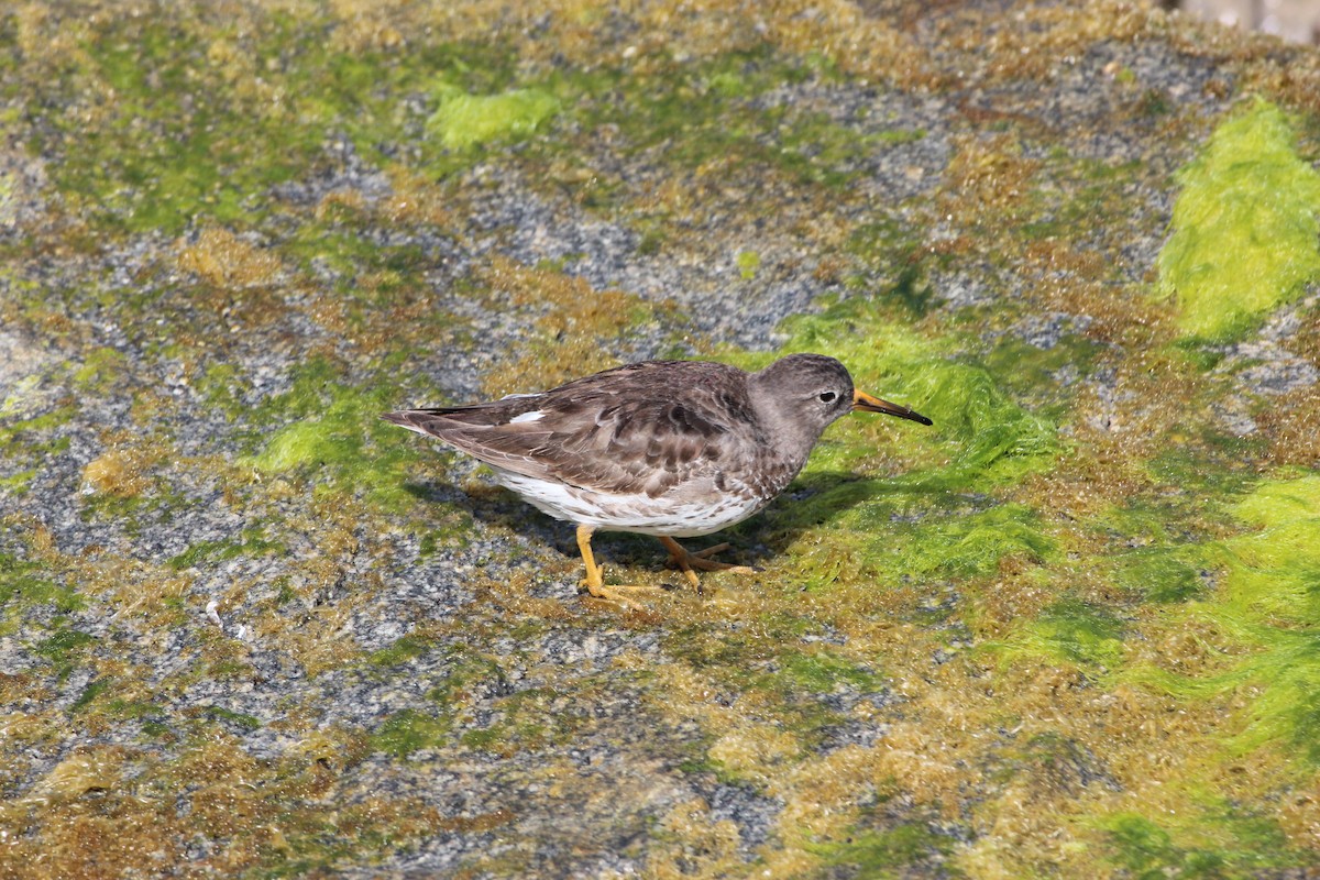 Purple Sandpiper - ML616031633