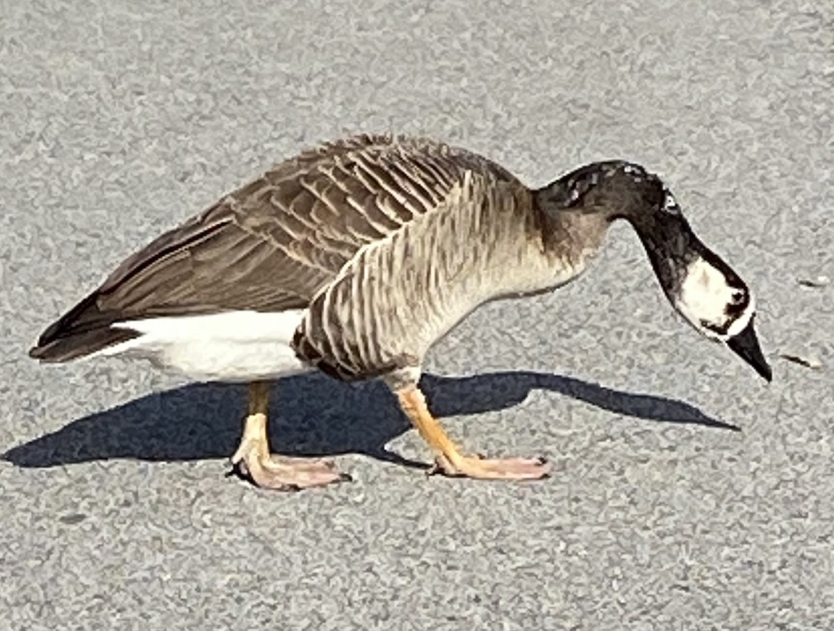 Swan Goose x Canada Goose (hybrid) - ML616031731