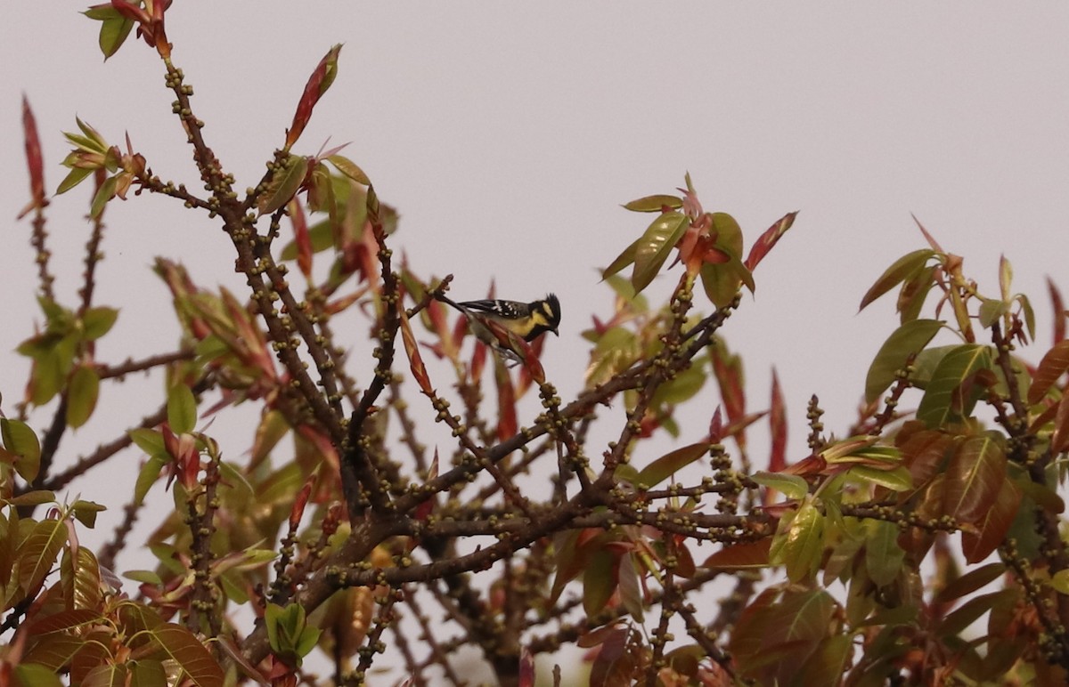 Indian Yellow Tit - ML616031757