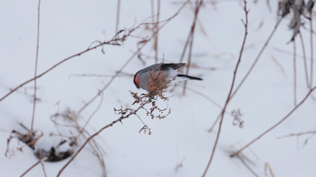 Eurasian Bullfinch (Baikal) - ML616031783