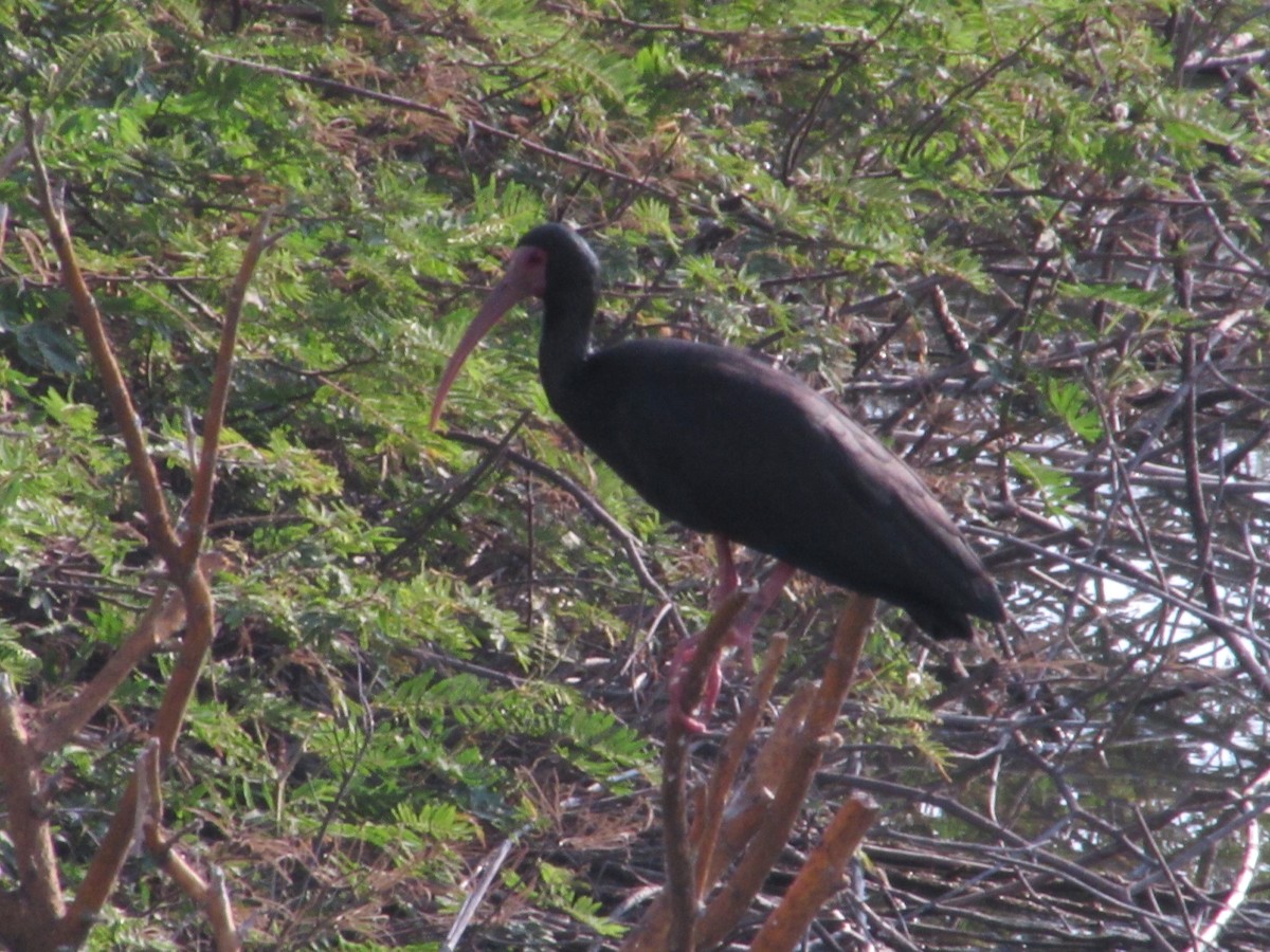 ibis tmavý - ML616031810