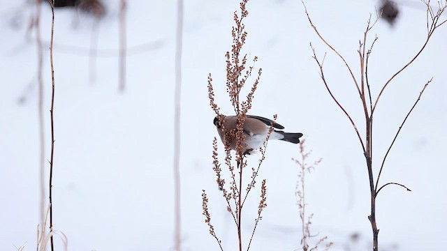 Eurasian Bullfinch (Baikal) - ML616031833