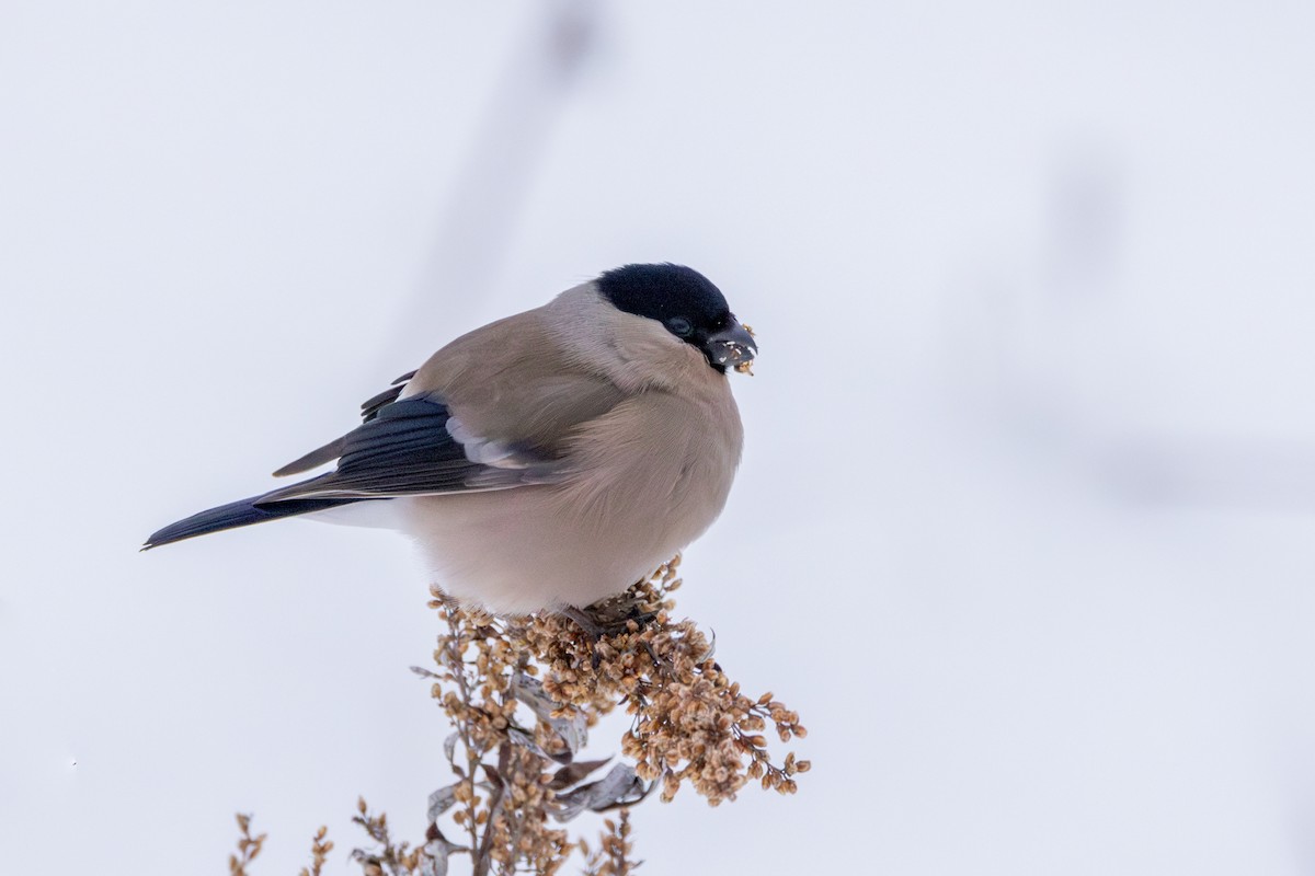 Eurasian Bullfinch (Baikal) - ML616031909