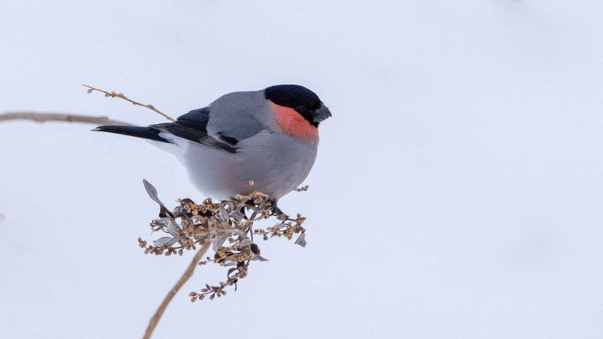 Eurasian Bullfinch (Baikal) - ML616031919