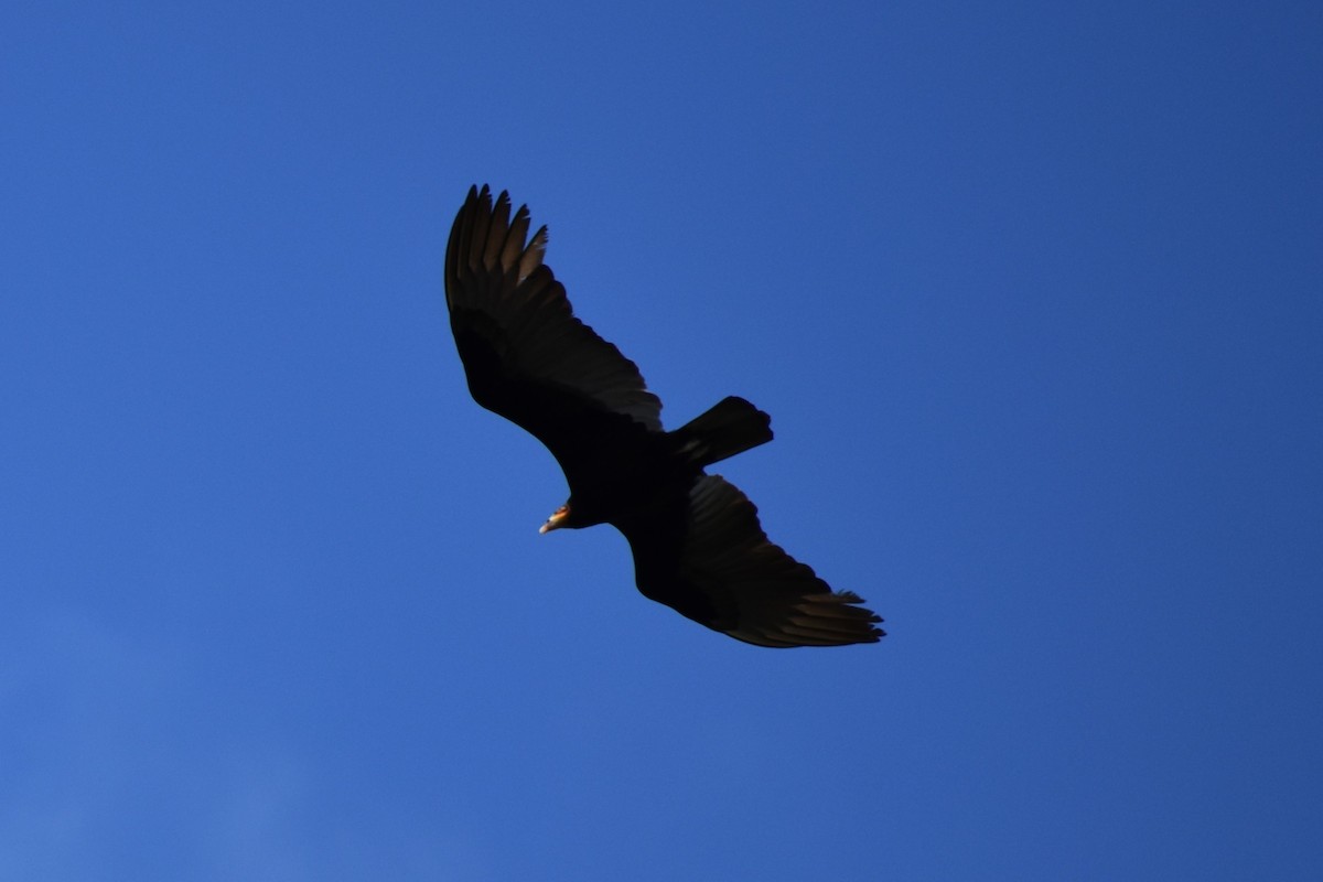 Lesser Yellow-headed Vulture - ML616031934