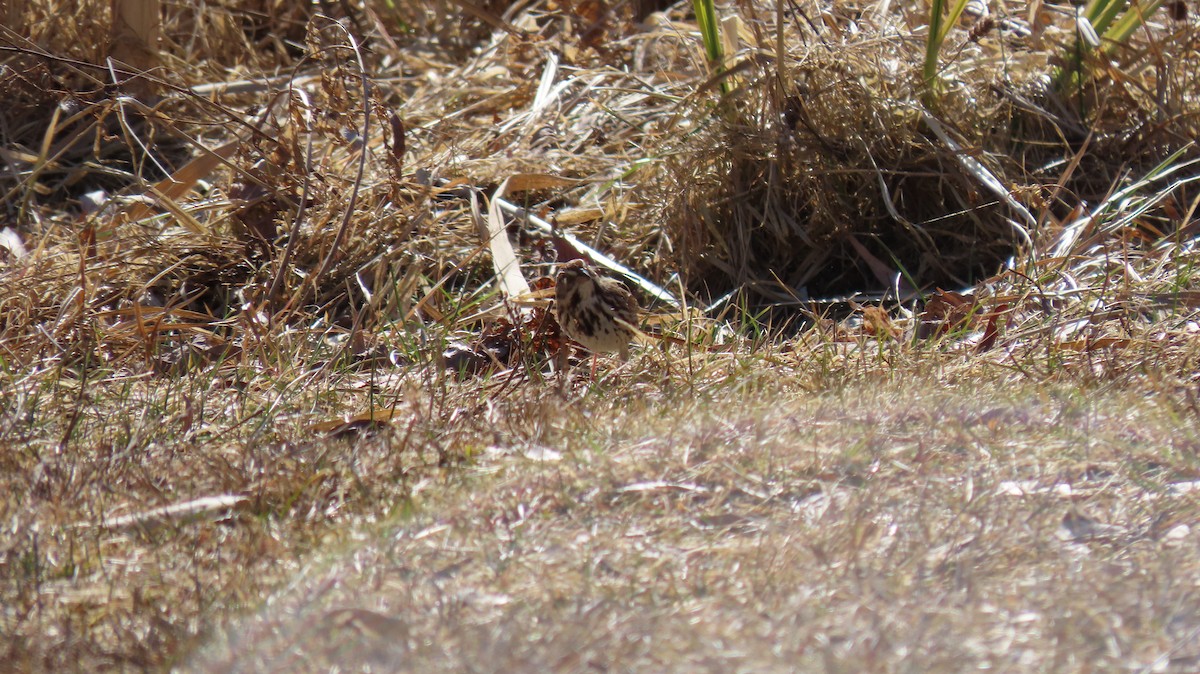 Song Sparrow - ML616031988