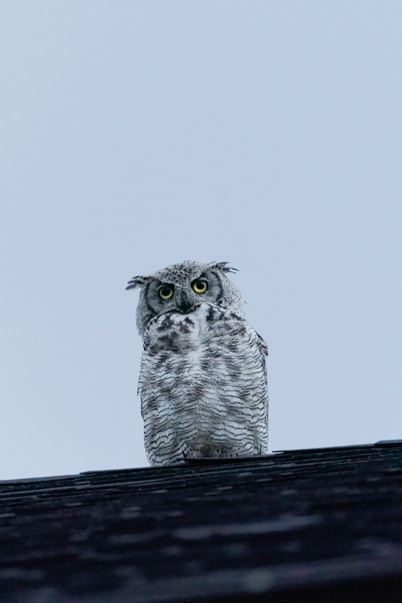 Great Horned Owl - ML616032074