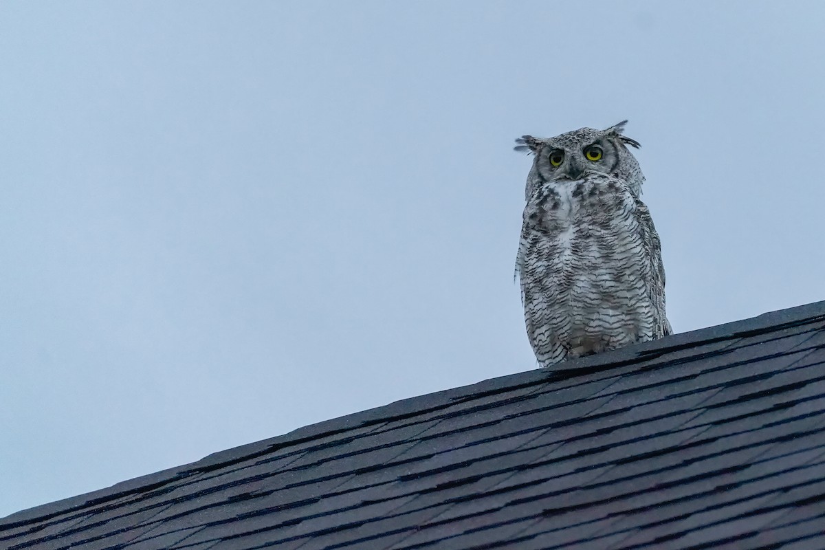 Great Horned Owl - Bruce Comeau