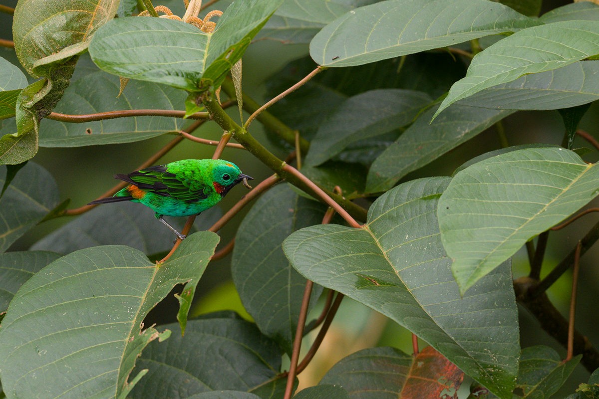 Orange-eared Tanager - ML616032086
