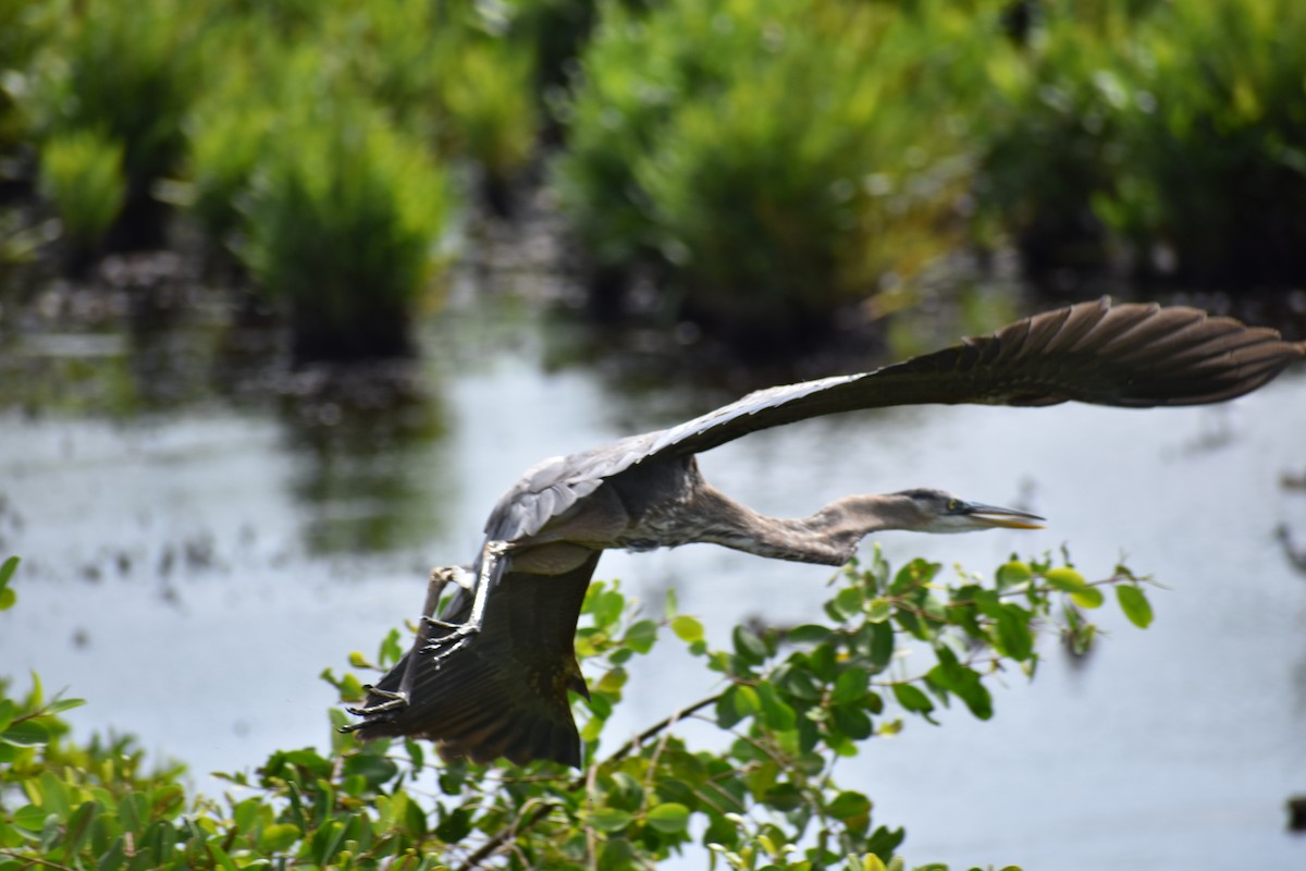 Great Blue Heron - ML616032103