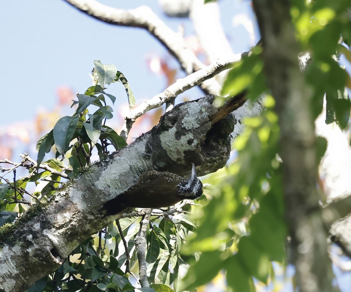Golden-crowned Woodpecker - ML616032106