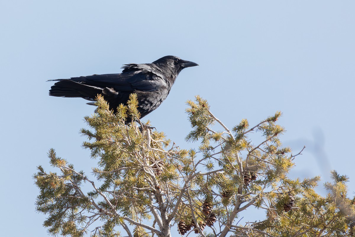 Common Raven - Linda Cunico