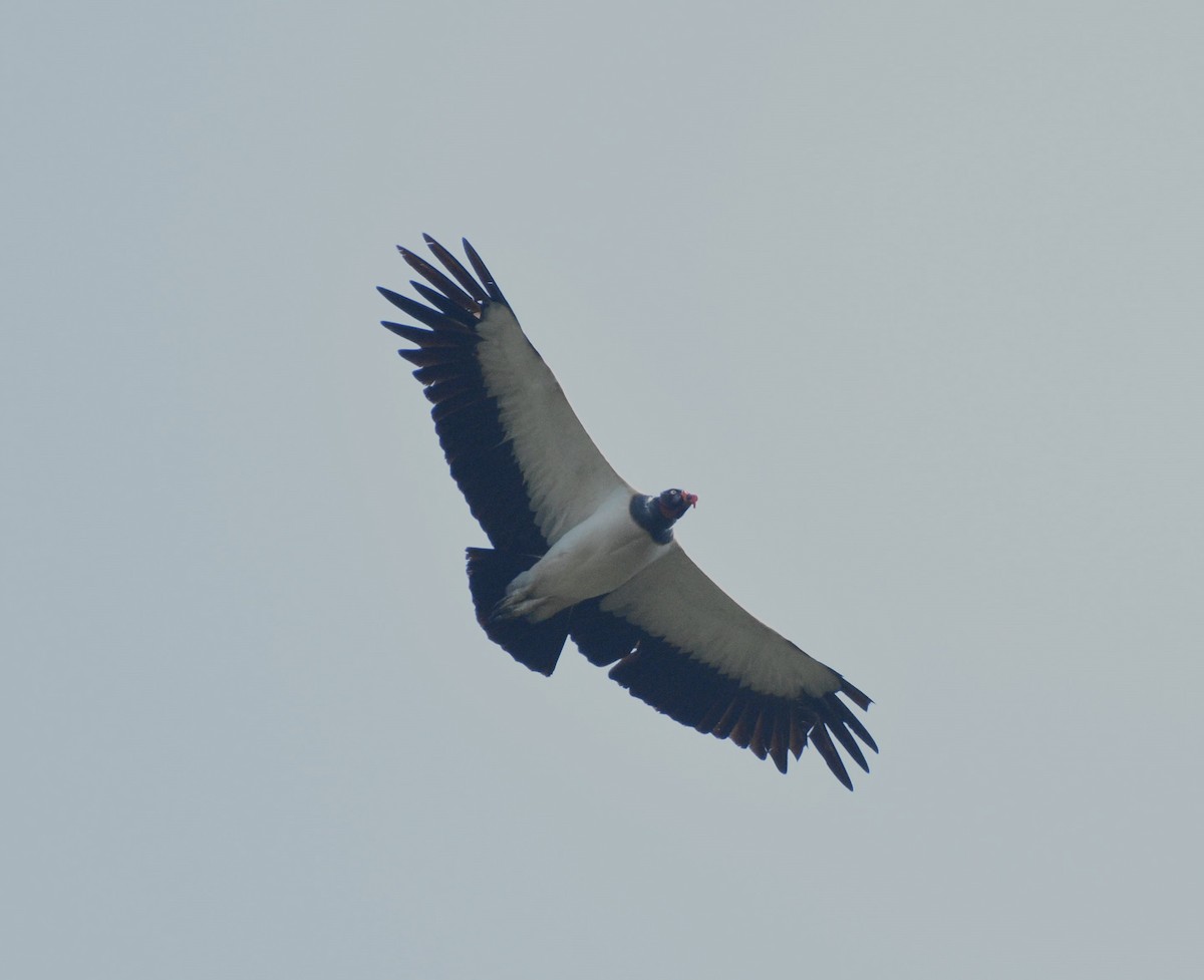 King Vulture - ML616032112