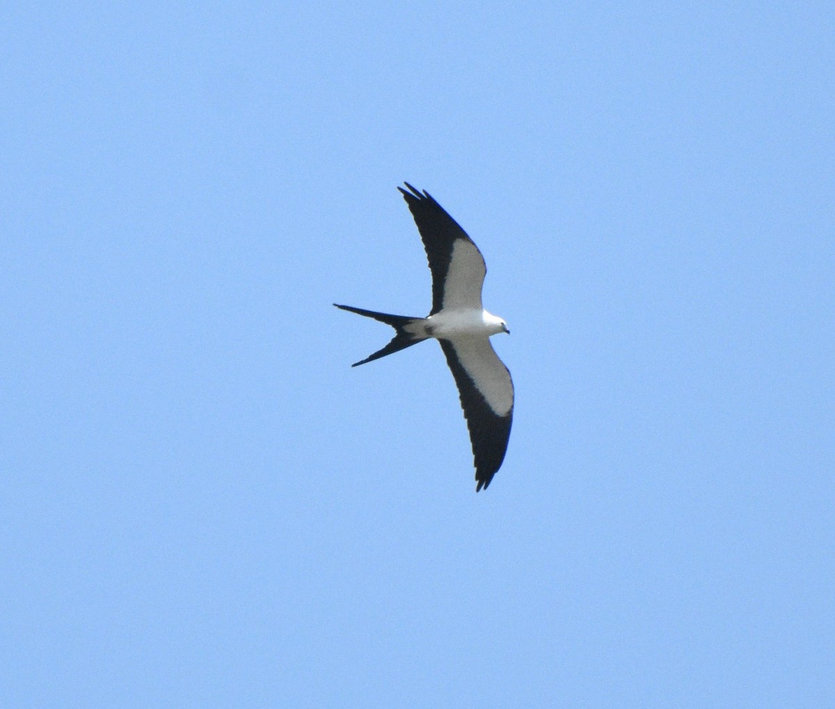 Swallow-tailed Kite - ML616032116