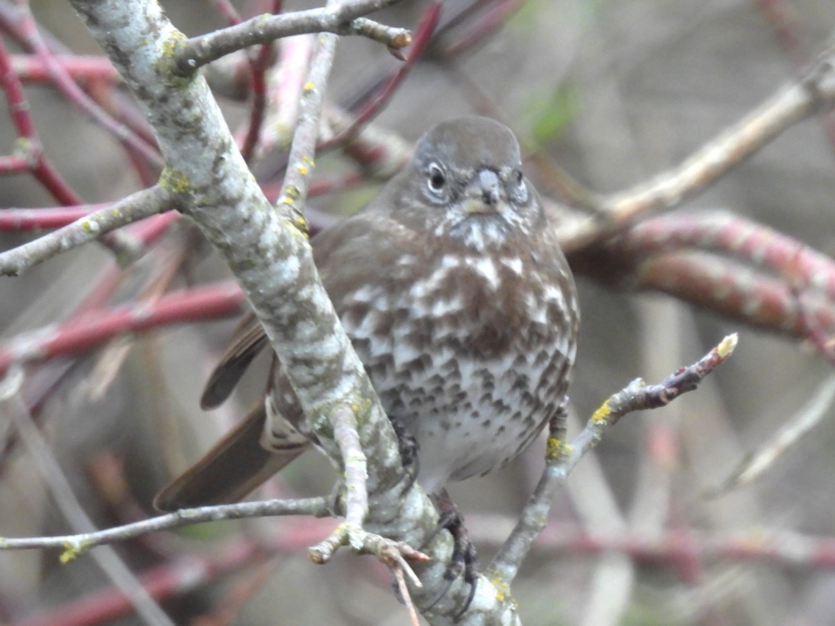 Fox Sparrow - Erik Bergman