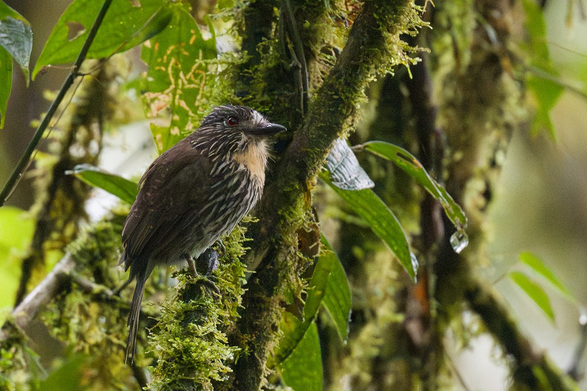 Black-streaked Puffbird - ML616032144