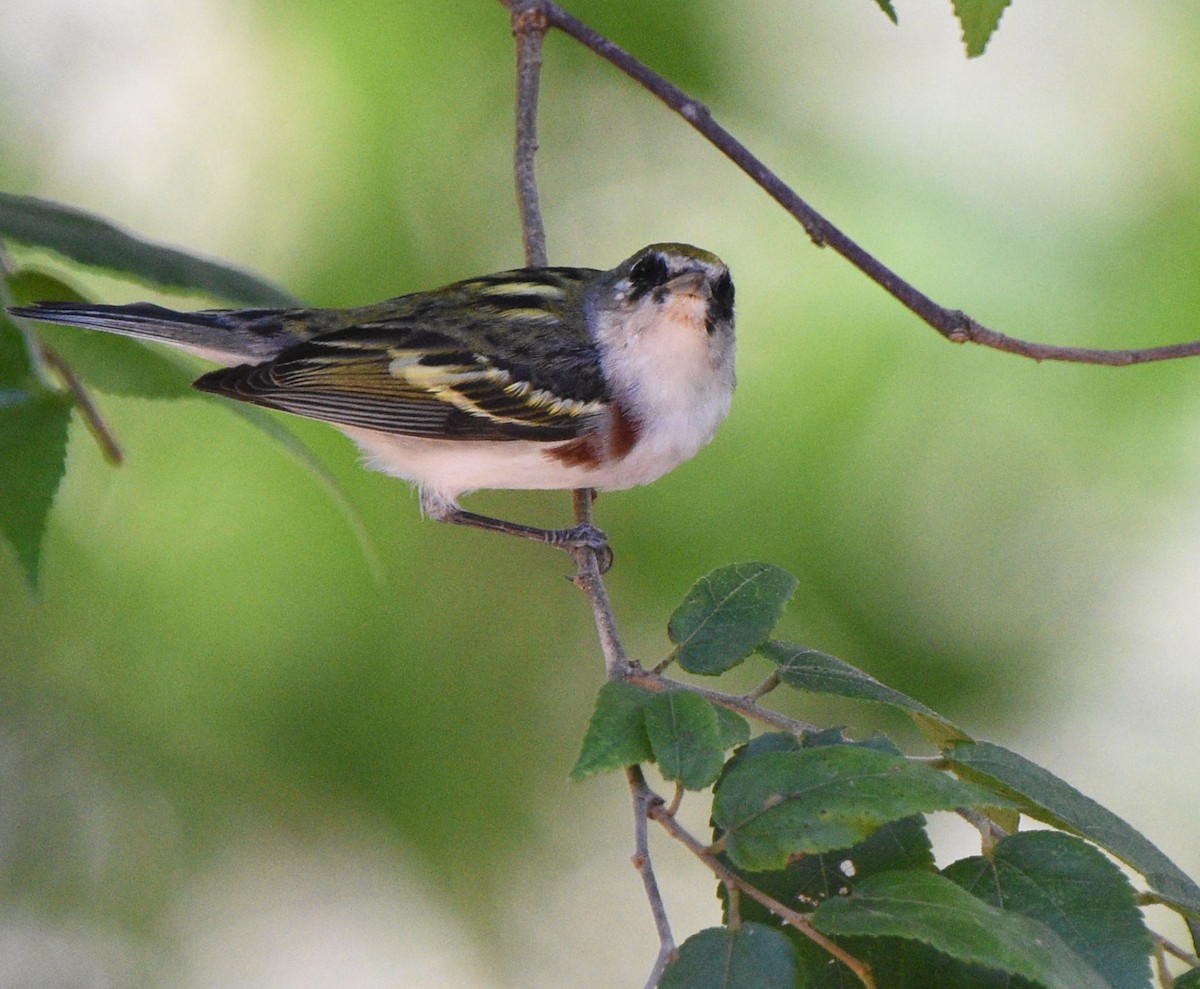 Chestnut-sided Warbler - ML616032251