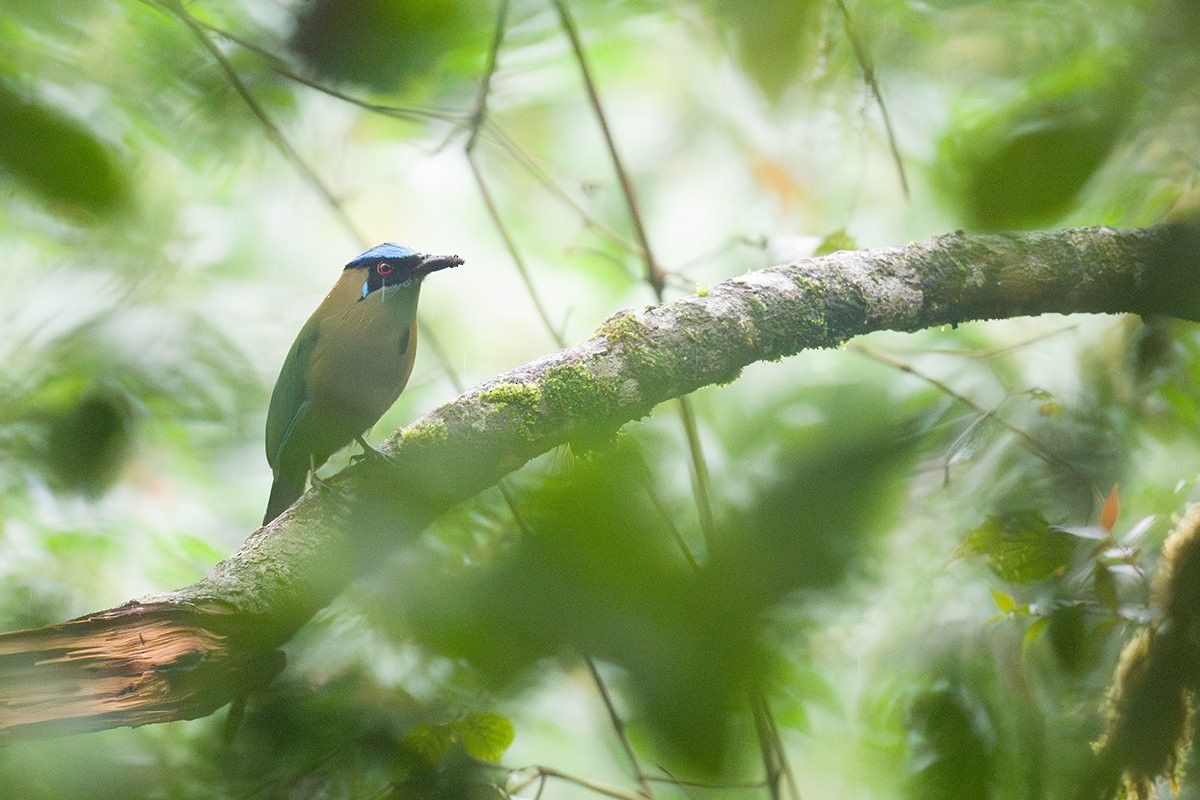 Andean Motmot - ML616032263