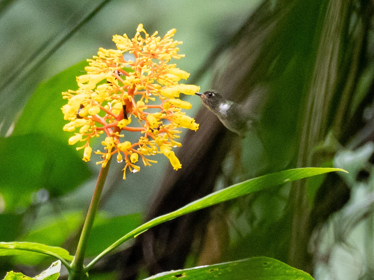 kolibřík ekvádorský - ML616032292