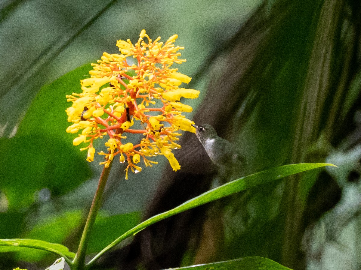 kolibřík ekvádorský - ML616032310
