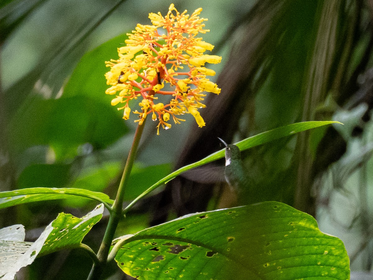 ecuadorkolibri - ML616032326