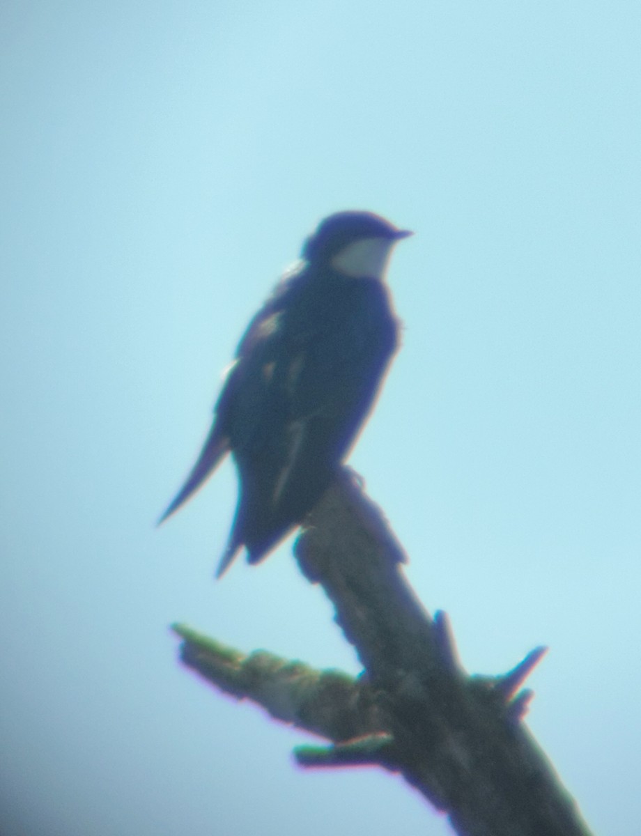 Golondrina Bicolor - ML616032893