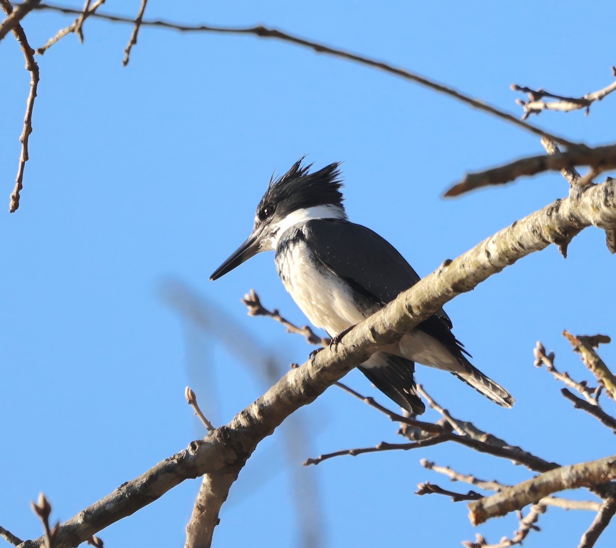 Belted Kingfisher - ML616032899
