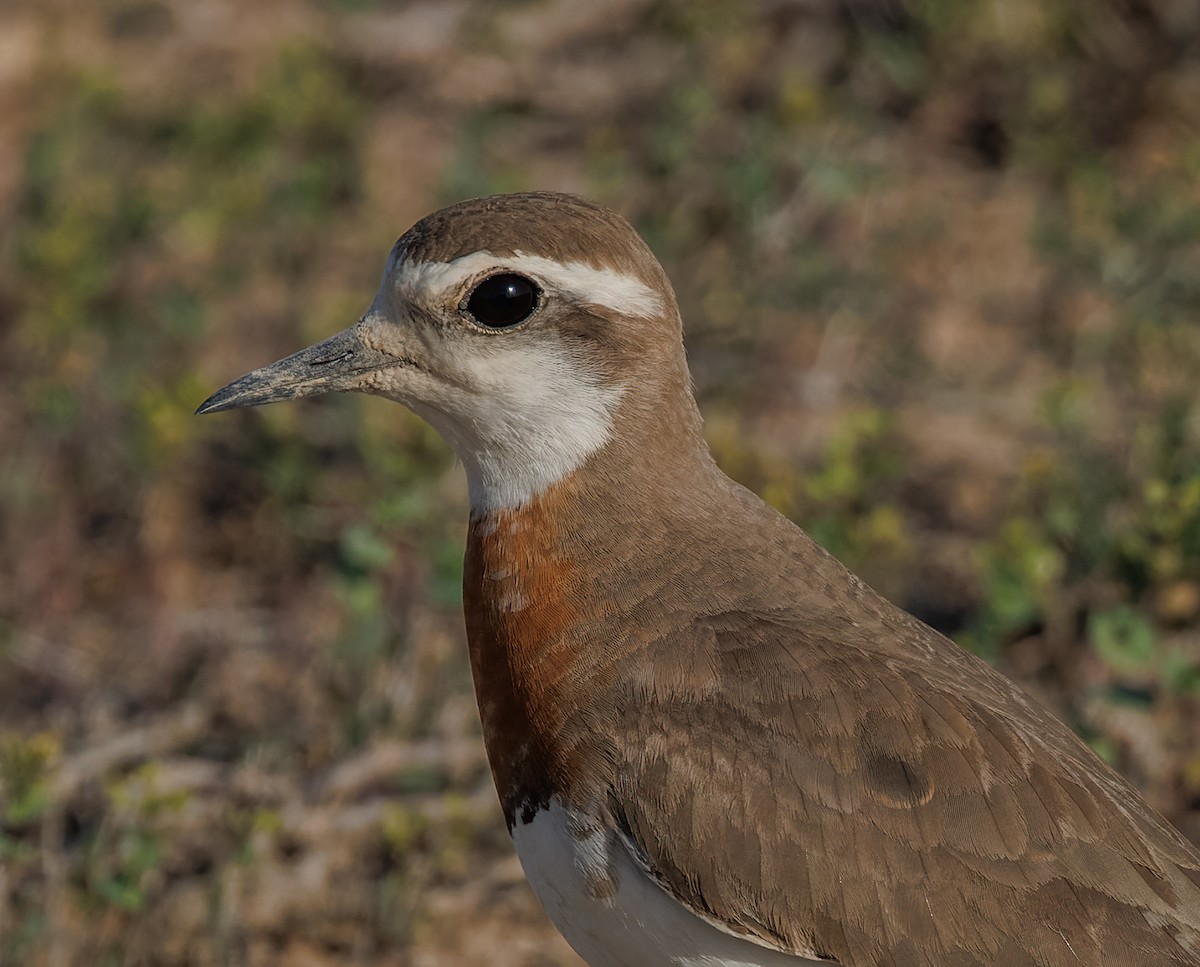 Caspian Plover - Mike Edgecombe