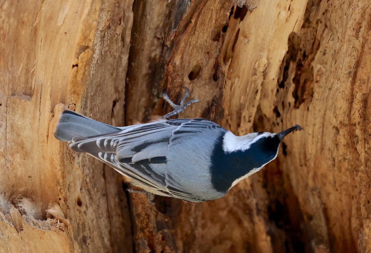 White-breasted Nuthatch - ML616032914