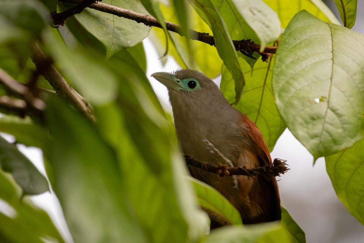 Raffles's Malkoha - ML616032961