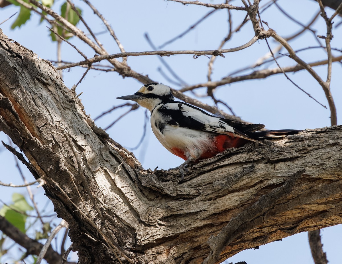 White-winged Woodpecker - ML616032965