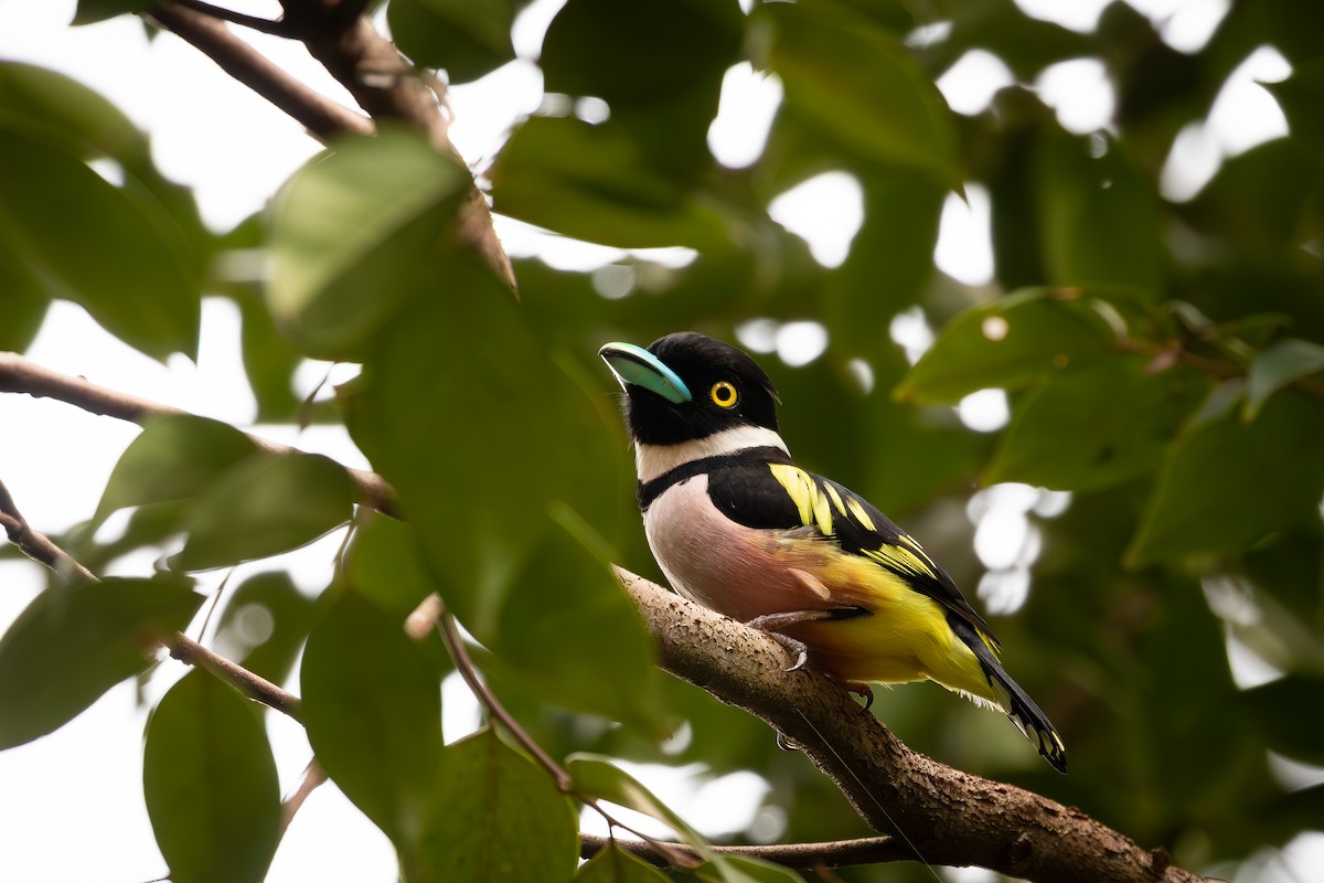 Black-and-yellow Broadbill - ML616032979