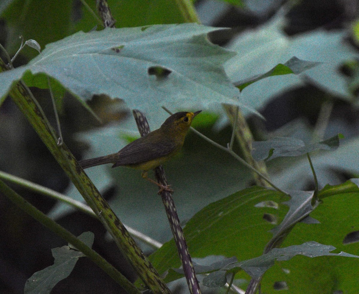 Wilson's Warbler - ML616032983