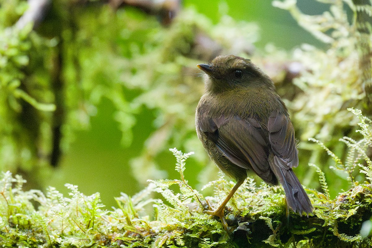 Bronze-olive Pygmy-Tyrant - ML616032987