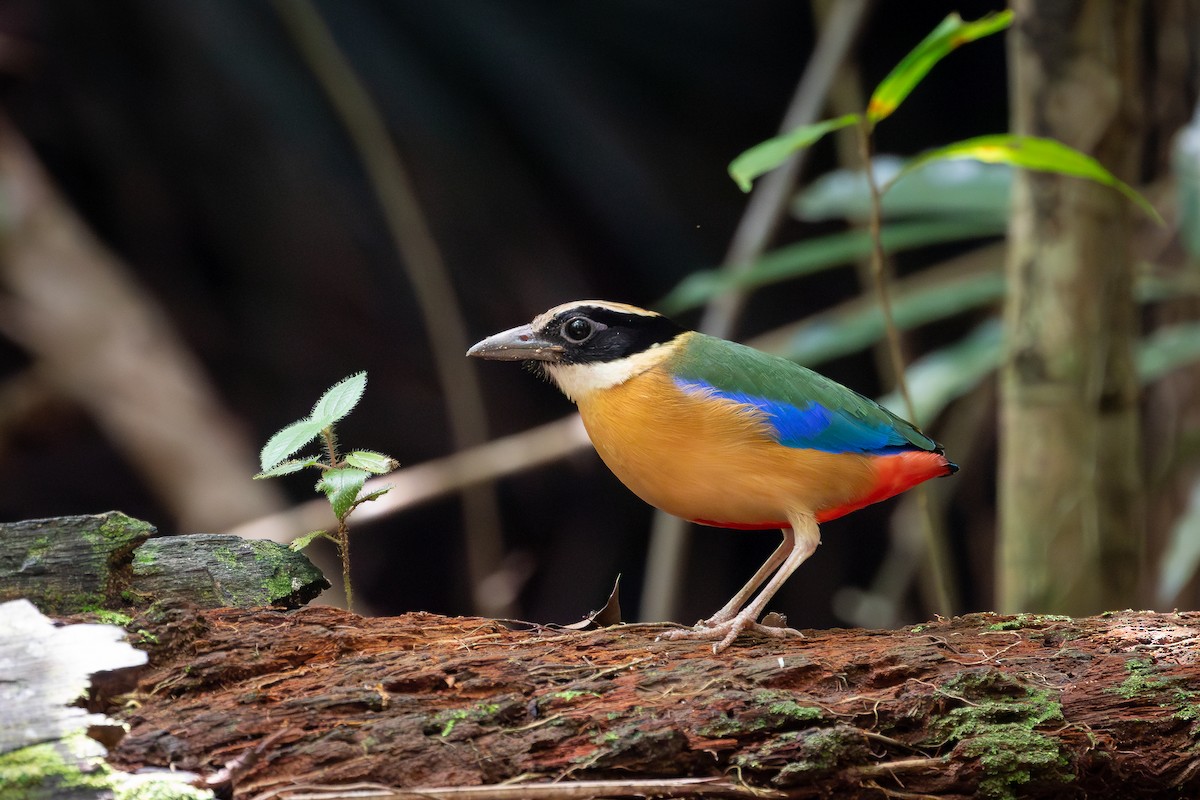 Blue-winged Pitta - ML616032990