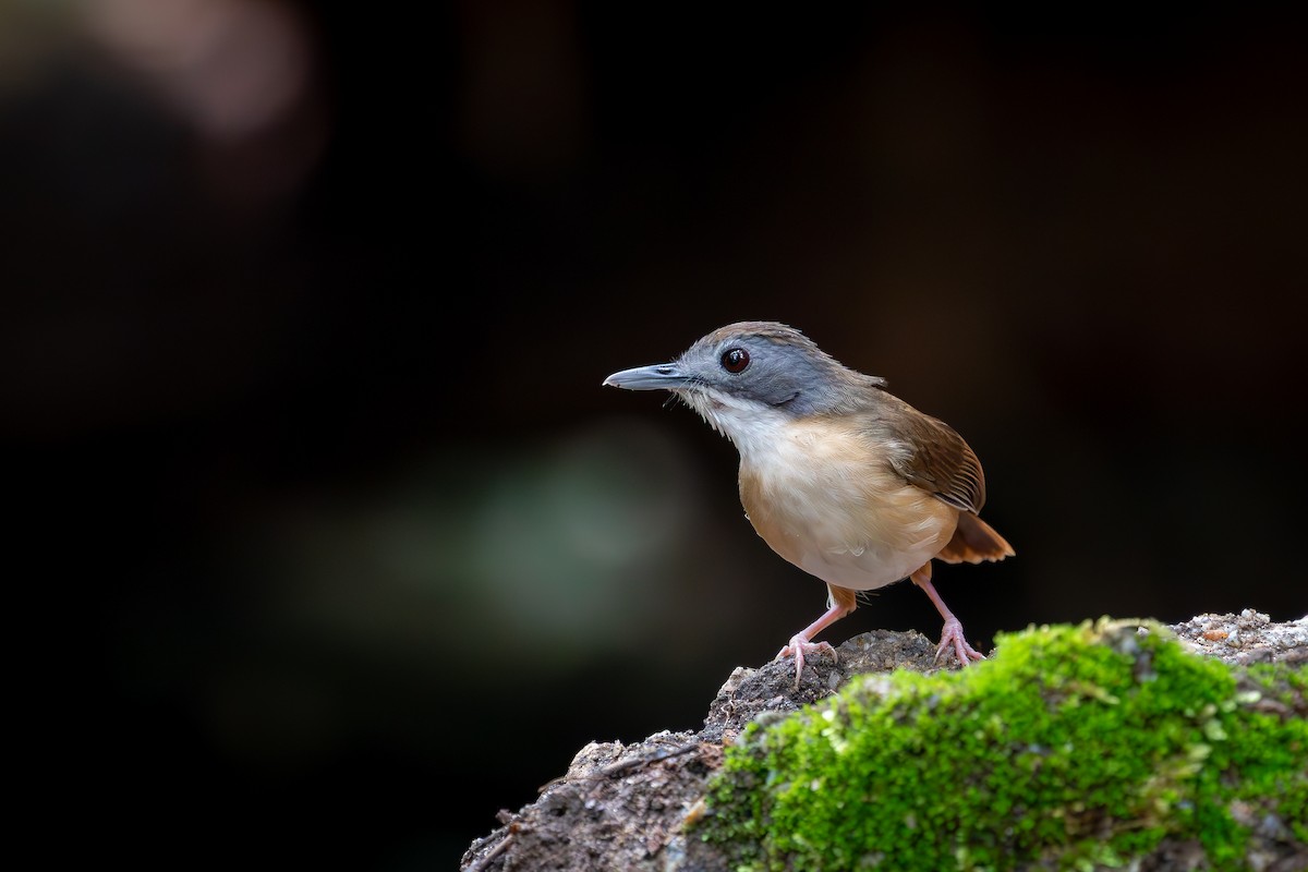 Short-tailed Babbler - ML616033019