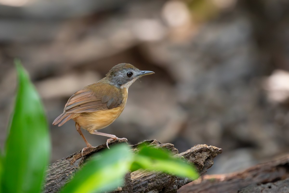 Short-tailed Babbler - Stephan Skaarup Båsen Lund