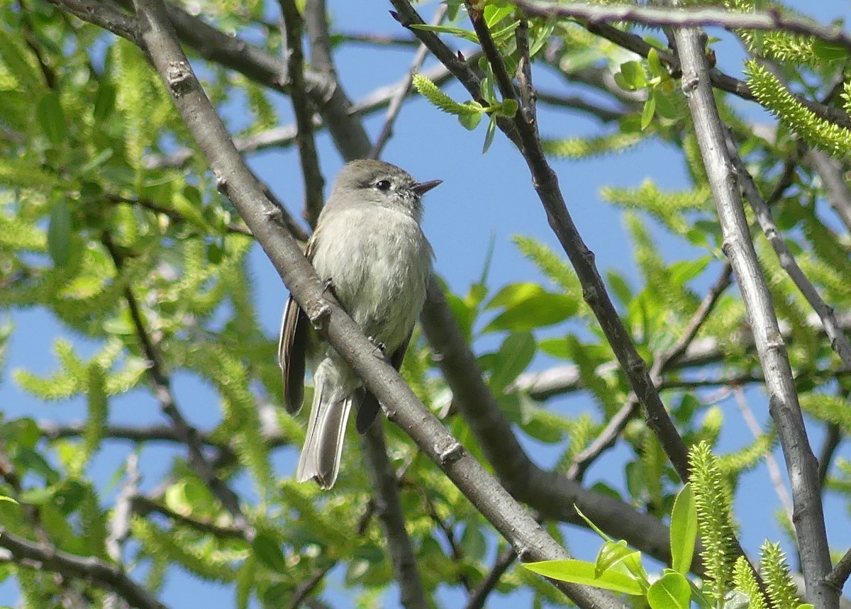 Hammond's Flycatcher - ML616033040