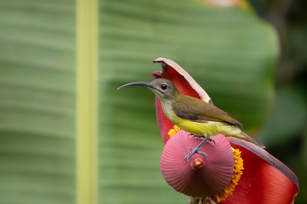 Little Spiderhunter - ML616033042