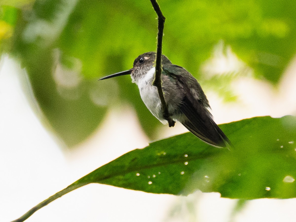 kolibřík ekvádorský - ML616033053
