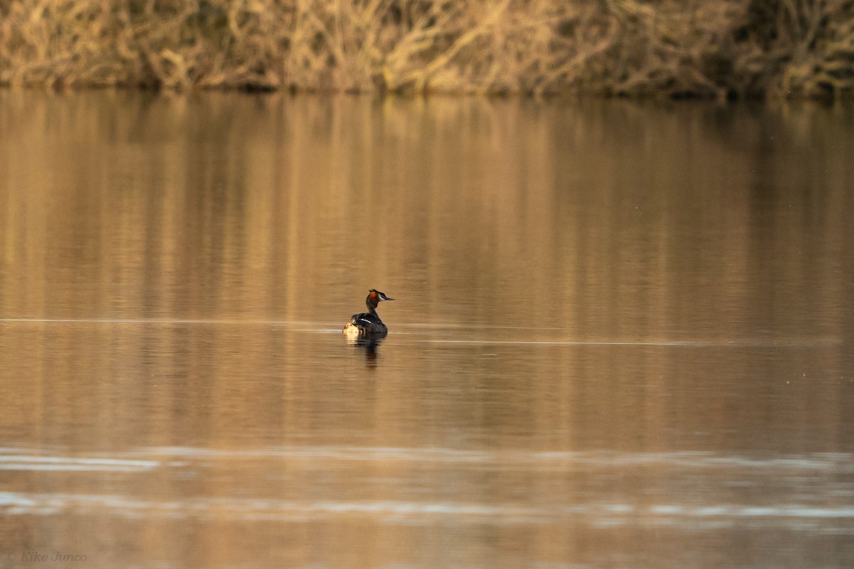 Great Crested Grebe - ML616033072