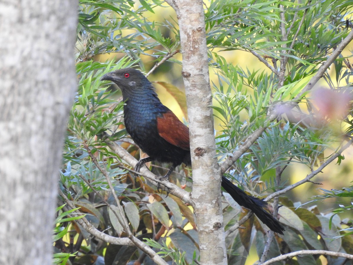 Greater Coucal - ML616033111