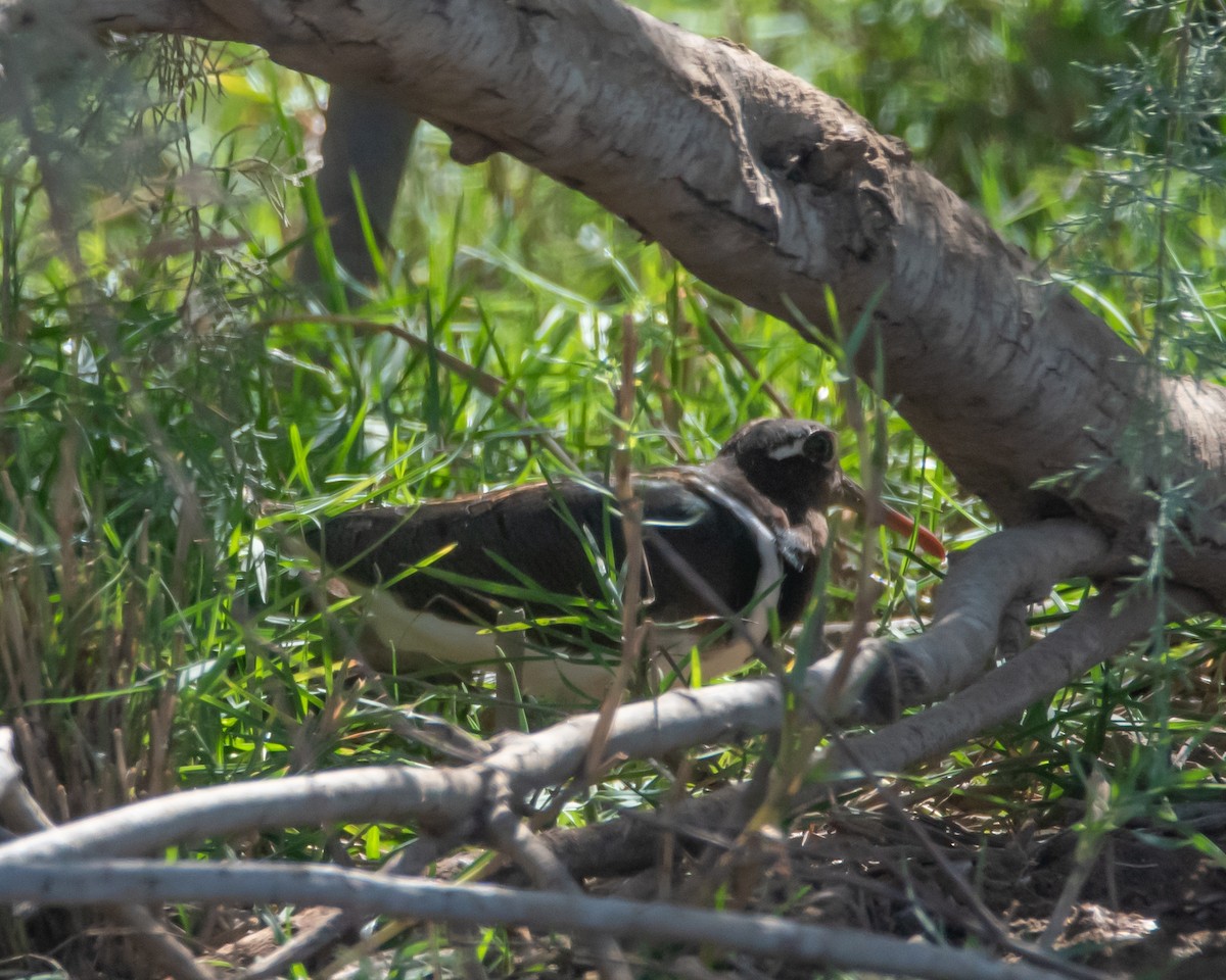 Greater Painted-Snipe - ML616033122