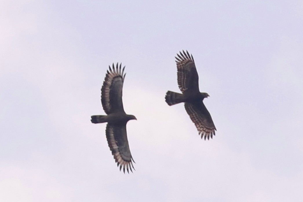 Crested Serpent-Eagle - ML616033191