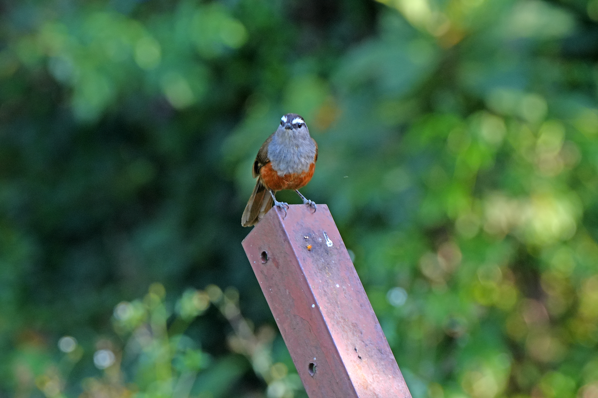 Palani Laughingthrush - Maneesh Rajvanshi