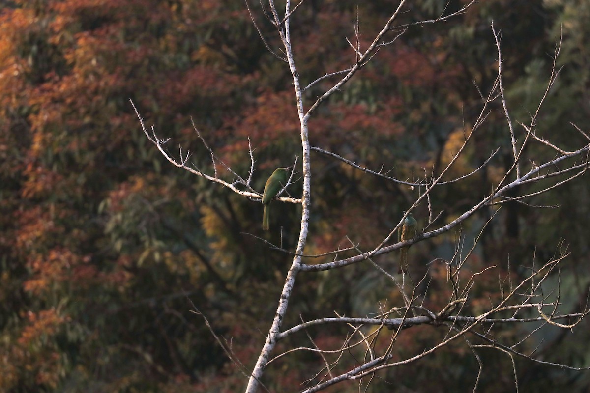 Blue-bearded Bee-eater - ML616033202