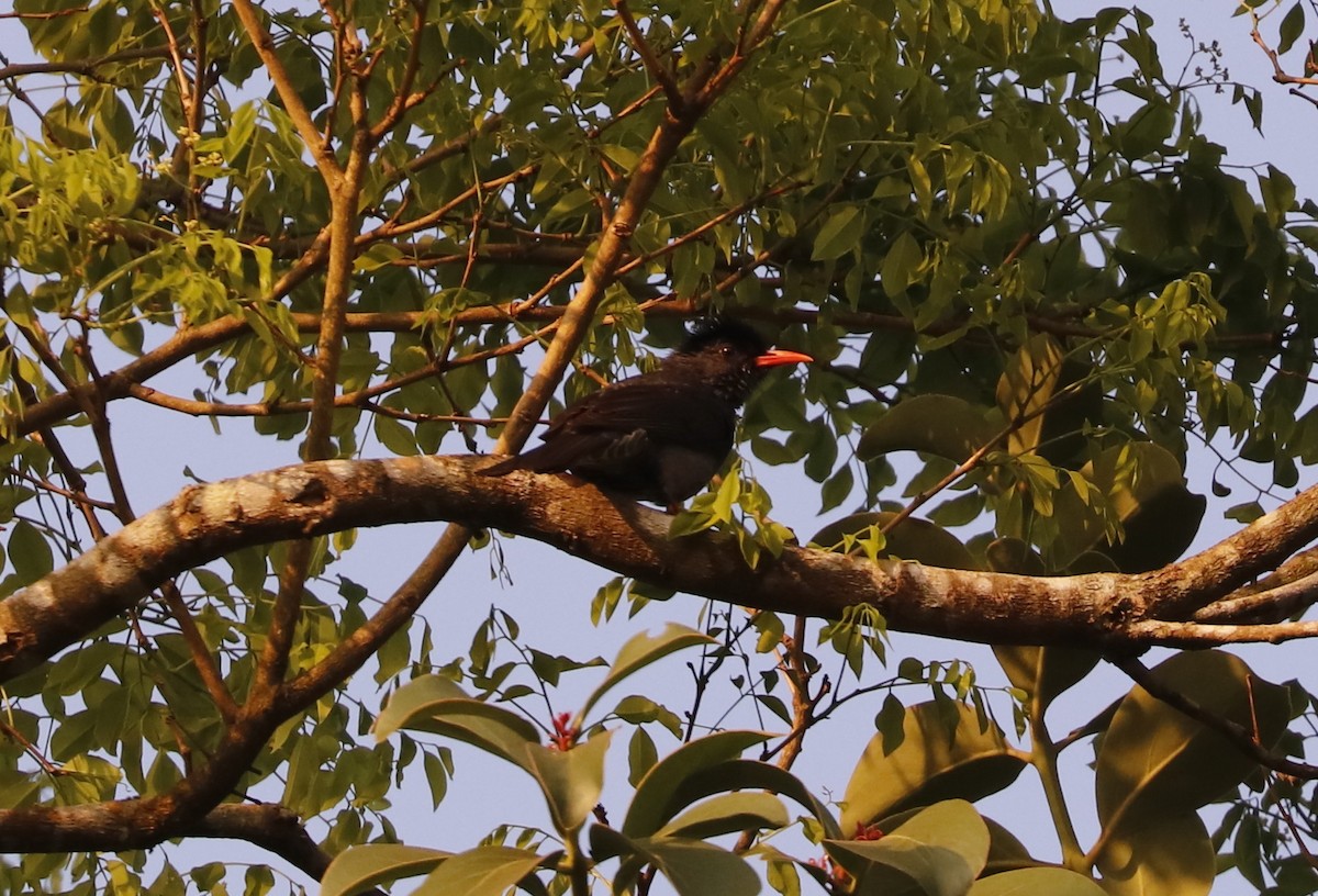 Square-tailed Bulbul - ML616033212